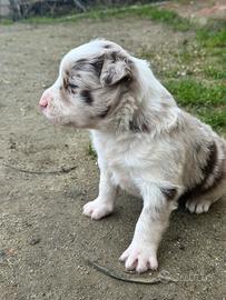 Border collie con pedigree