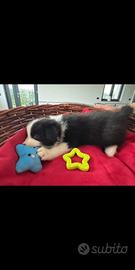 Cuccioli di border collie