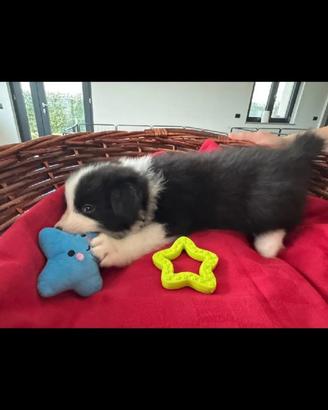 Cuccioli di border collie