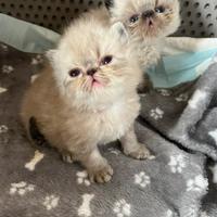 Cucciolo di GATTO PERSIANO