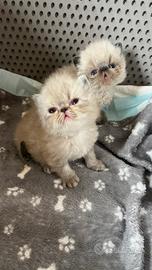 Cucciolo di GATTO PERSIANO