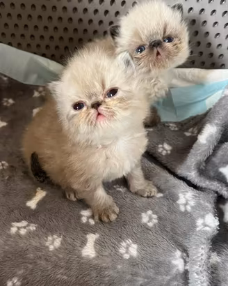 Cucciolo di GATTO PERSIANO