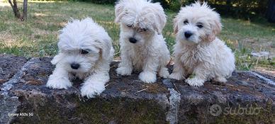 Maltipoo
