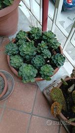 piante grasse 