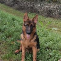 Cucciola di Pastore Tedesco 9 mesi con pedigree