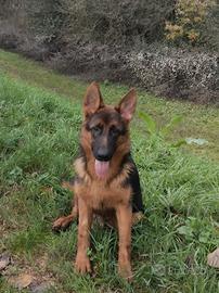 Cucciola di Pastore Tedesco 9 mesi con pedigree