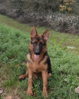 Cucciola di Pastore Tedesco 9 mesi con pedigree