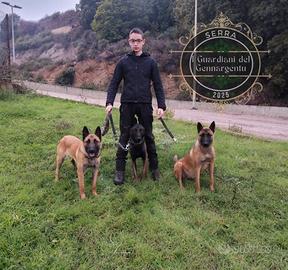 Pastore belga Malinois