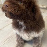 Lagotto Romagnolo