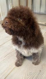 Lagotto Romagnolo