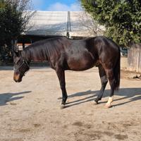 Puledro 2024 quarter horse