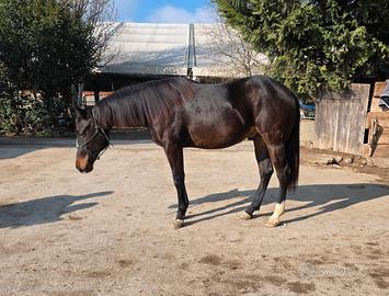 Puledro 2024 quarter horse