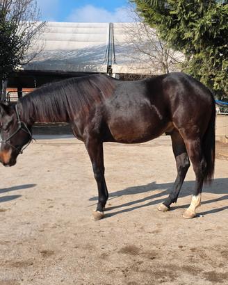 Puledro 2024 quarter horse