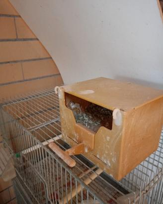 23nidi x esotici più 15canarini