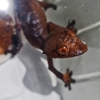 Animali