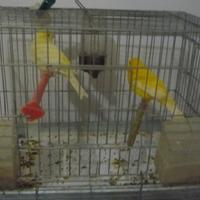 Canarini GIALLI - TIMBRADO, ROSSI ,BIANCHI