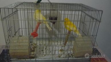 Canarini GIALLI - TIMBRADO, ROSSI ,BIANCHI