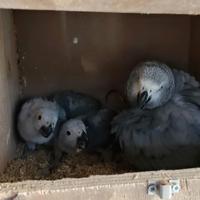 Piccoli cenerini allevati dai genitori