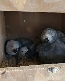 Piccoli cenerini allevati dai genitori