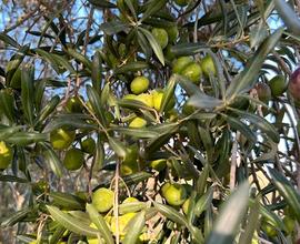 Terreno agricolo con ulivi e alberi da frutto