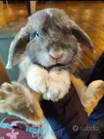 Coniglio nano