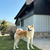 Akita Inu per monta