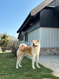 Akita Inu per monta