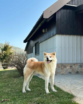 Akita Inu per monta