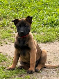 Pastore belga malinois