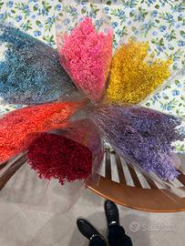 6 fasci bloom bloom stabilizzata