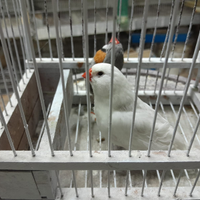 Diamantini olandesi giganti