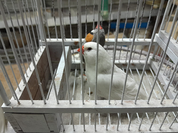 Diamantini olandesi giganti