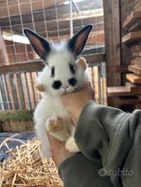 Conigli nani
