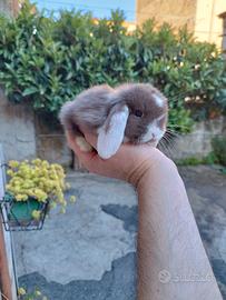 Coniglio nano ariete mini lop