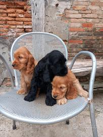 Cocker Spaniel Inglese