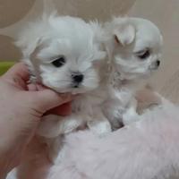 Maltese mini taglia cuccioli