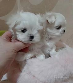 Maltese mini taglia cuccioli