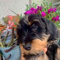Bassotto Kaninchen Pelo Ruvido