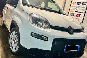 Panda hybrid 2023