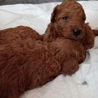 Disponibili Cuccioli di Barboncino Nano Red
