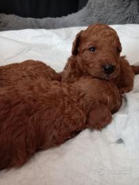 Disponibili Cuccioli di Barboncino Nano Red