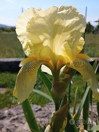 Rizomi Iris germanica barbuto gialli