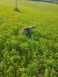 Cambio setter con breton