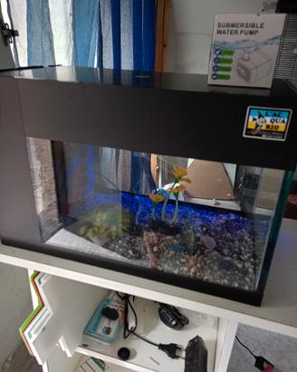 acquario 