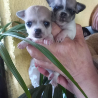 Merylin chihuahua toy