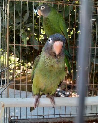 Conuro testa azzurra
