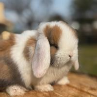 Cucciolo coniglio minilop