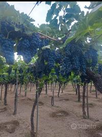 vigneto a bacca rossa 