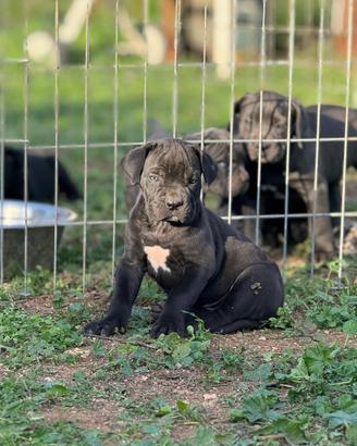 Cuccioli di cane corso