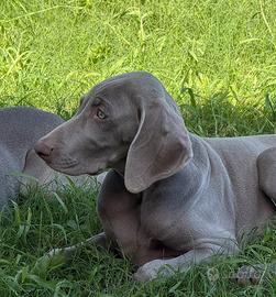 Cuccioli di Weimaraner